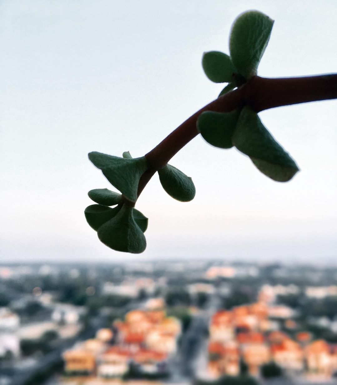 Heasn Mohamadi Gallerys