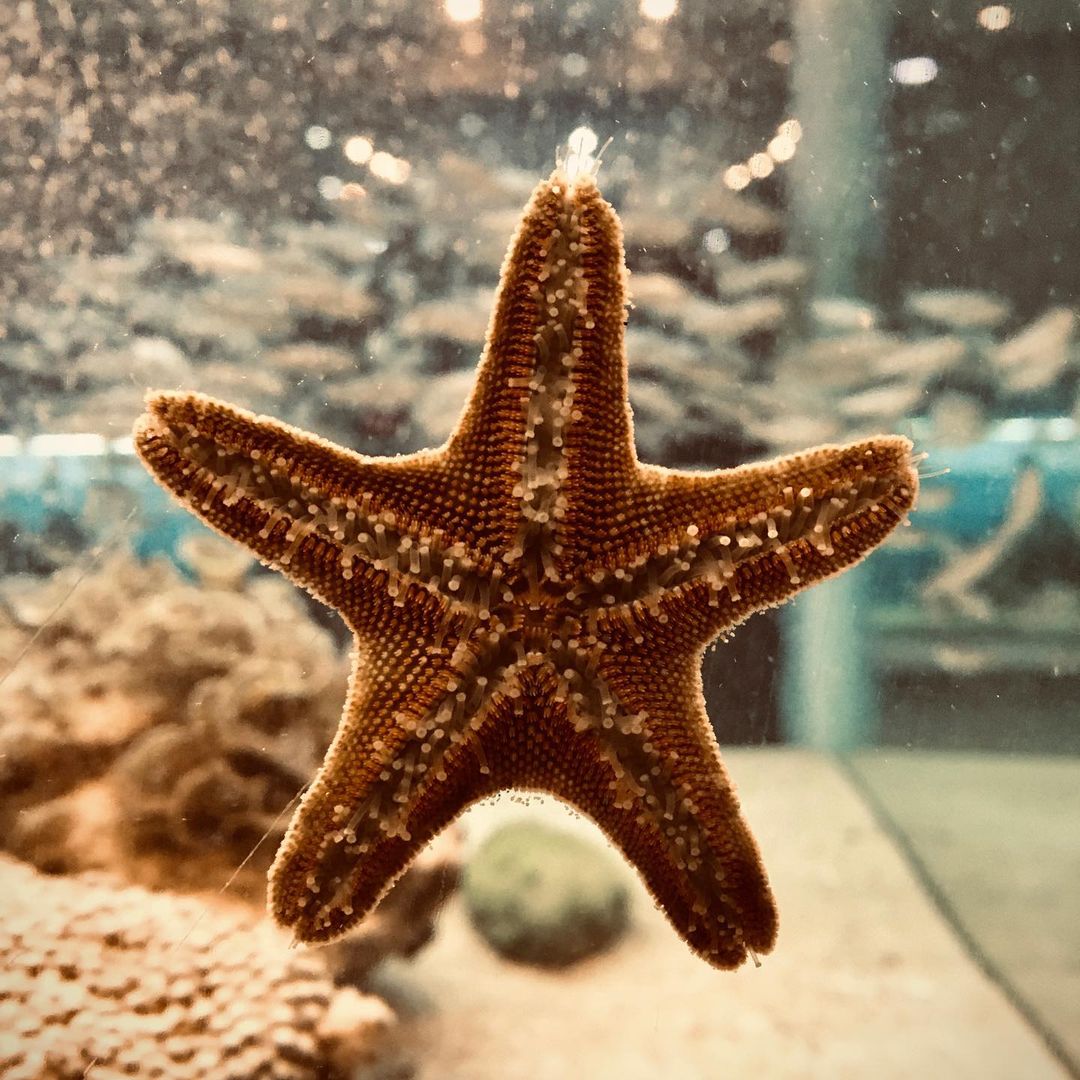 Heasn Mohamadi Gallerys